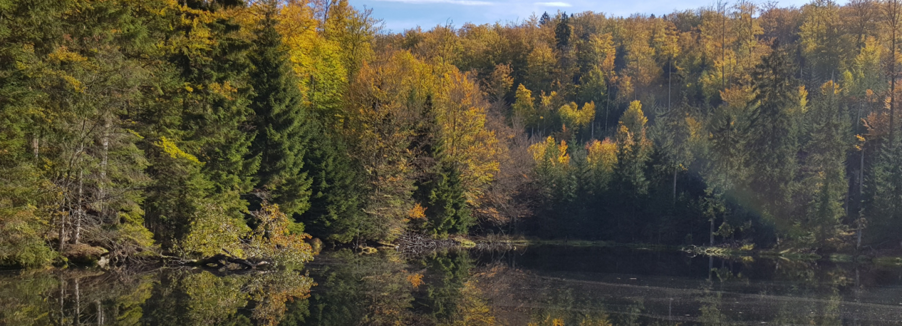 Bayrischer Wald